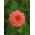 Zinnia elegans - 81 semillas - Liliput Salmon Gem