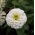 Puikioji gvaizdūnė - Liliput White Gem - 81 sėklos - Zinnia elegans