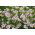 Steenanjer - white - red - 2250 zaden - Dianthus deltoides