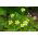Douglas 'meadowfoam - žlto-biela; pošírované vajcia závod - 117 semien - Limnanthes douglasii - semená