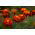 Tagetes patula - Afrikaan -  Harmony - Tagetes patula L. - zaden