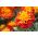 Tagetes patula - Afrikaan -  Harmony - Tagetes patula L. - zaden