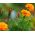 French marigold "Boy Orange" - 153 seeds