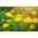 Tagete erecta - Mery Helen - 270 semi - Tagetes erecta