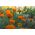 Marigold Meksiko "Hawaii"; Aztec marigold - 270 biji - Tagetes erecta 