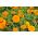 Tagetes Erecta - Afrikaan - 270 zaden - Titania