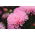 针瓣翠菊“Pink Jubilee” -  510粒种子 - Callistephus chinensis  - 種子