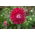 Needle-petal aster "Comet" - 225 seeds