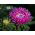 Callistephus chinensis - Duchesse - 225 zaden - roze
