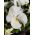 Swiss garden pansy - white