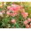 Sommerazalee, Godetia "Orange Glory" - 1350 Samen