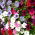 Petunia pendula - variada - Petunia hybrida pendula - Cascadas de flores - Semillas frescas