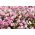 Mangles Everlasting - Mixed - Helipterum manglesii - Dried Perfection, Vibrant Colours - Fresh Seeds