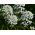 Wild Candytuft - Iberis amara - Quick-Growing Beauty, Ideal for Rock Gardens - Fresh Seeds