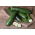 Courgette, Zucchini - Nefertiti - Abundant Harvest, Tender Cylindrical Fruit - Fresh Seeds