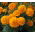 ดอกดาวเรืองฝรั่งเศส "Kora" - ดอกต่ำสีส้ม - Tagetes patula L. - เมล็ด
