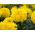 Großblumige Studentenblume "Mona"