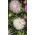Callistephus chinensis - 450 zaden - wit