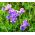 Слатки грашак "Цоунтесс Цадоган" - 22 семена - Lathyrus odoratus