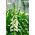 Vingerhoedskruid - wit - 1800 zaden - Digitalis purpurea