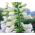 Vingerhoedskruid - wit - 1800 zaden - Digitalis purpurea
