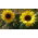 ดอกทานตะวันแคระประดับ "Bambino" - Helianthus annuus - เมล็ด