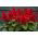 Salvia escarlata - Czardasz - Salvia splendens - semillas