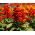 Salvia escarlata - Czardasz - Salvia splendens - semillas