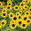 ดอกทานตะวันแคระประดับ "Bambino" - Helianthus annuus - เมล็ด