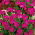 Steenanjer - carmine - red - 1350 zaden - Dianthus deltoides