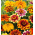 Zinnia elegans - Persian Carpet - 350 semillas - mix