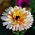 Souci officinal - Sunset Buff - Calendula officinalis - Teintes abricot, beauté semi-double - Graines fraîches