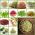 Semi di germogliatura - Set XXL - 18 pezzi + germoglio con 3 vassoi - 