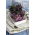 Sprouting seeds - Vitamin-K-rich sprouts - 12-piece set + sprouter with 3 trays