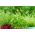 Sprouting seeds - XL set - 8 pieces + sprouter with 3 trays
