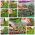 Microgreens - Heaven - mild mix - 10-piece set with a growing container