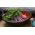 Sprouting seeds - Vitamin-K-rich sprouts - 12-piece set + sprouter with 3 trays