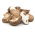 Set de champignons asiatiques - 5 espèces - Bouchons de mycélium - 
