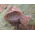 Set de champignons asiatiques - 5 espèces - Bouchons de mycélium - 