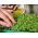 Microgreens - Heaven - mild mix - 10-piece set with a growing container