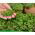Microgreens - Heaven - mild mix - 10-piece set with a growing container