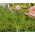 Microgreens - Fit pack - una gran adición a las ensaladas - juego de 10 piezas + recipiente de cultivo -  - semillas