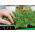 Microgreens - Heaven - mild mix - 10-piece set with a growing container