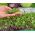 Microgreens - Fit pack - una gran adición a las ensaladas - juego de 10 piezas + recipiente de cultivo -  - semillas