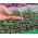 Microgreens - Heaven - mild mix - 10-piece set with a growing container