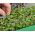 Microgreens - Fit pack - una gran adición a las ensaladas - juego de 10 piezas + recipiente de cultivo -  - semillas