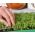 Microgreens - Grön kraft - Källa för hälsa och vitala krafter för ditt hem - 27-bitars set med en växande behållare -  - frön