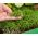 Microgreens - Grön kraft - Källa för hälsa och vitala krafter för ditt hem - 27-bitars set med en växande behållare -  - frön