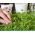 Microgreens - Fit pack - una gran adición a las ensaladas - juego de 10 piezas + recipiente de cultivo -  - semillas