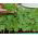 Microgreens - Fit pack - una gran adición a las ensaladas - juego de 10 piezas + recipiente de cultivo -  - semillas